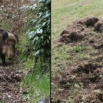 1749031465_wildschweine-im-garten-ein-fehler-beim-vertreiben-wird-gefahrlich.jpg