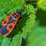 1749287382_feuerwanzen-weshalb-du-sie-nicht-aus-deinem-garten-vertreiben-solltest.jpg