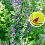 rostliny-proti-klistatum-techto-5-je-vyzene-z-vasi-zahrady.jpg